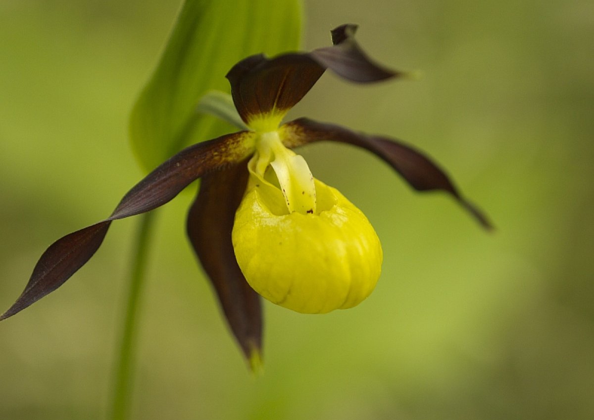 Wilde ORCHIDEE